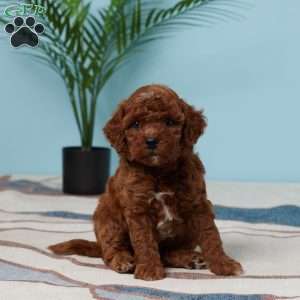 Esme, Miniature Poodle Puppy